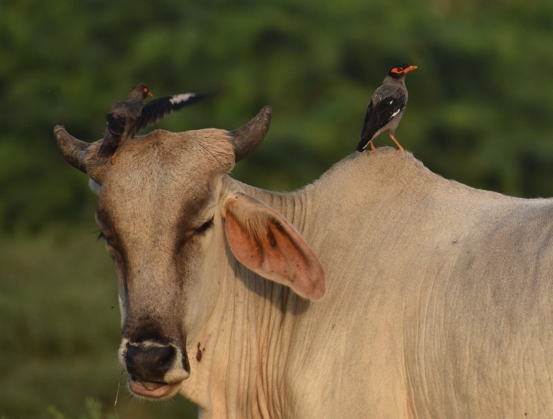 majna břehová - ML645383274