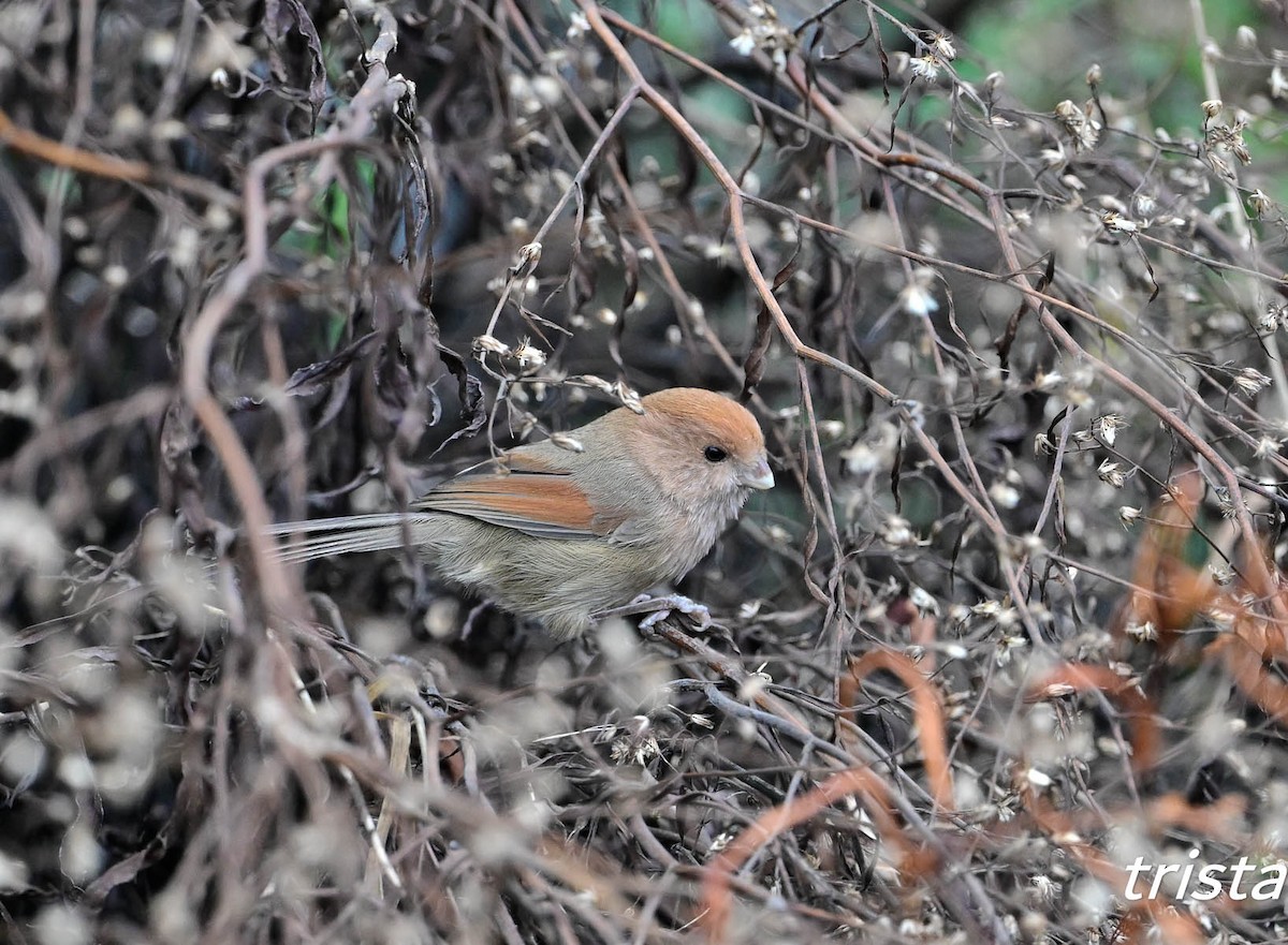 sýkořík vínoprsý - ML645383275