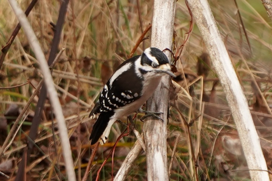 strakapoud americký - ML645383276