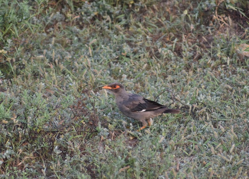 majna břehová - ML645383278