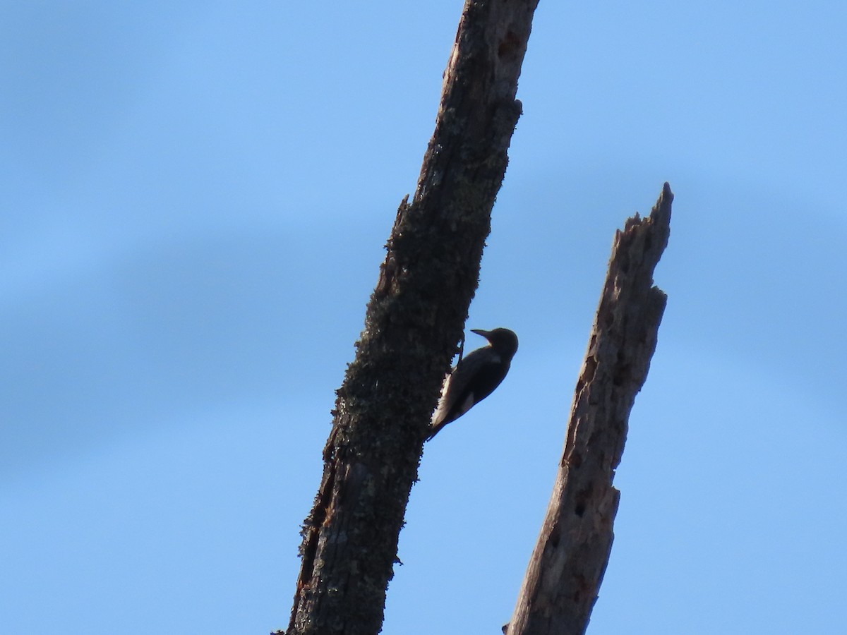 datel červenohlavý - ML645383279