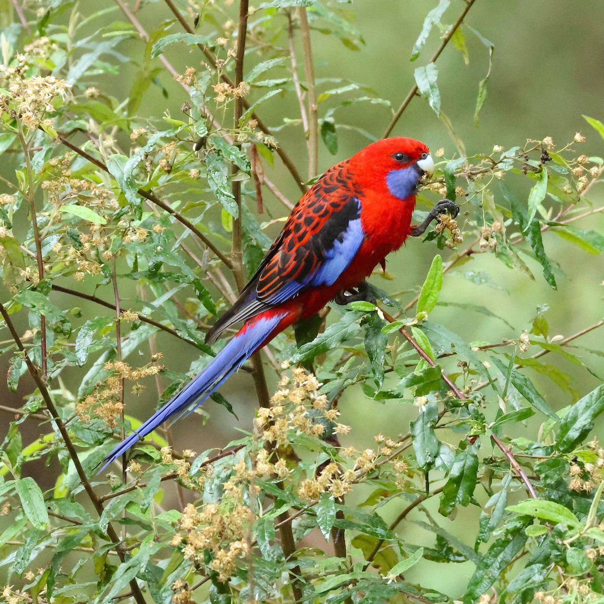 rosela Pennantova - ML645383280