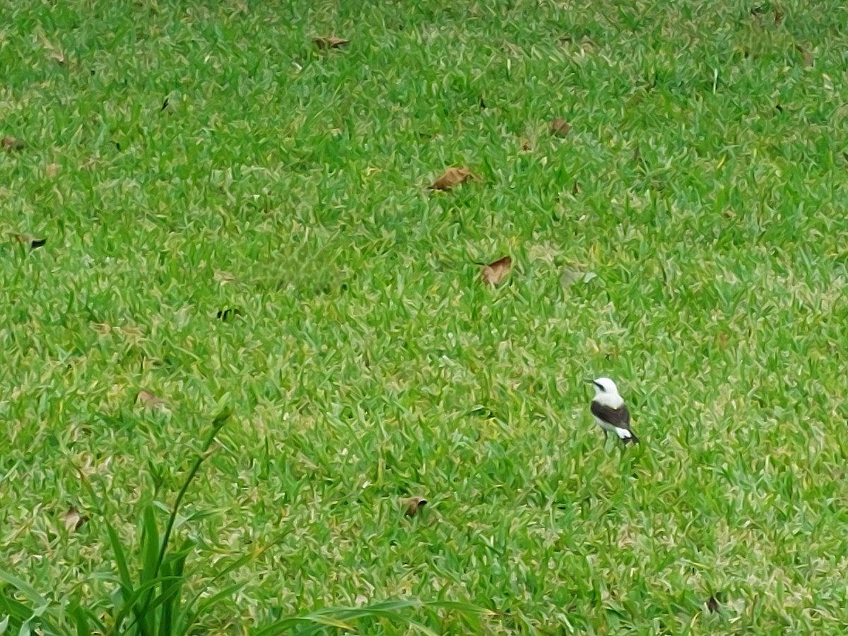 Masked Water-Tyrant - ML645383284