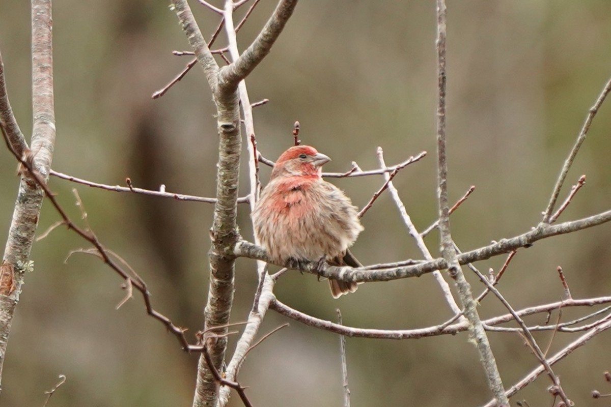 hýl rudoprsý - ML645383285