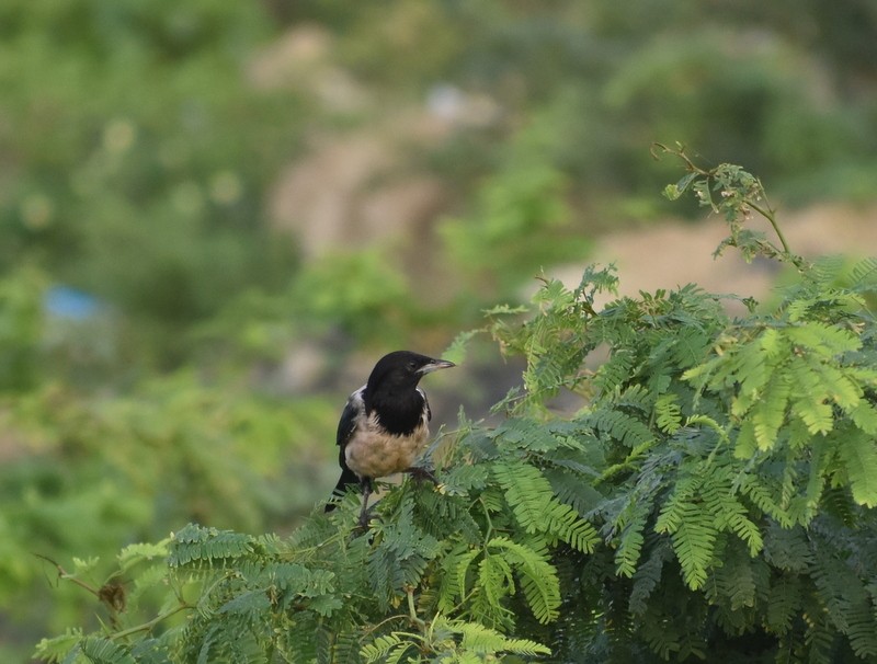 špaček růžový - ML645383286