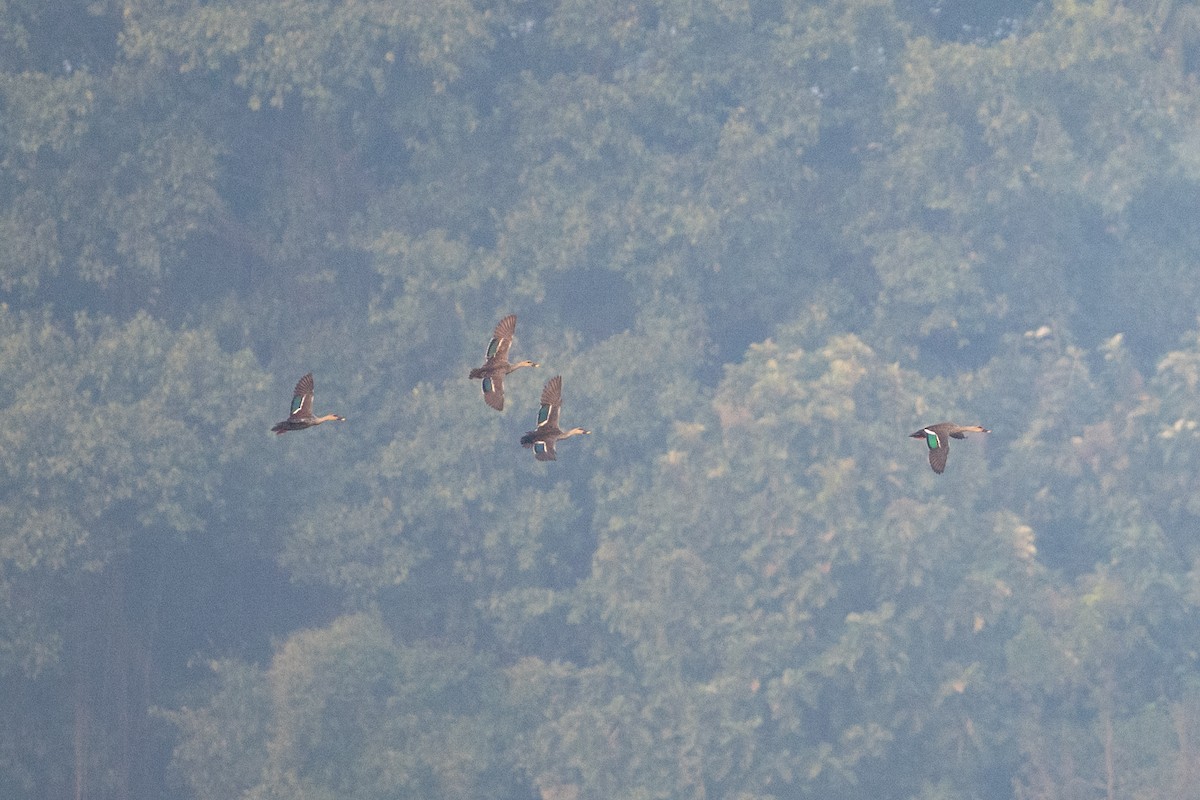 kachna skvrnozobá - ML645383287