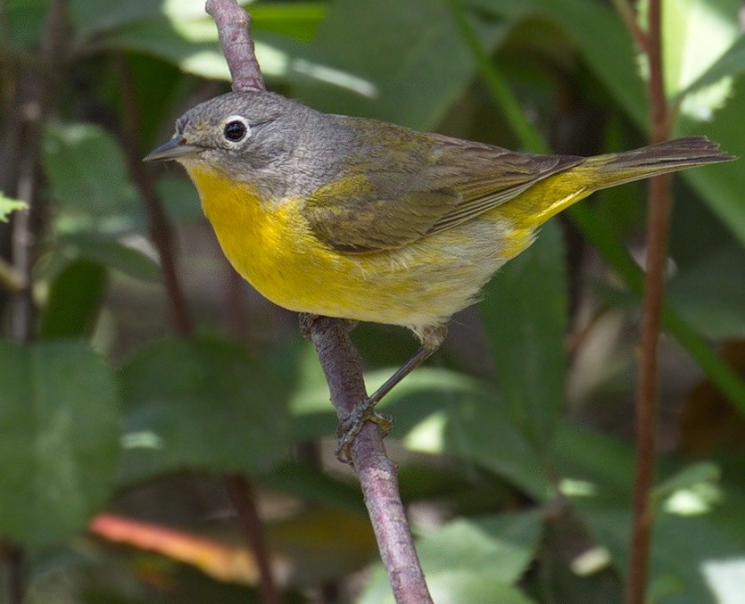 Reinita de Nashville - ML645383302