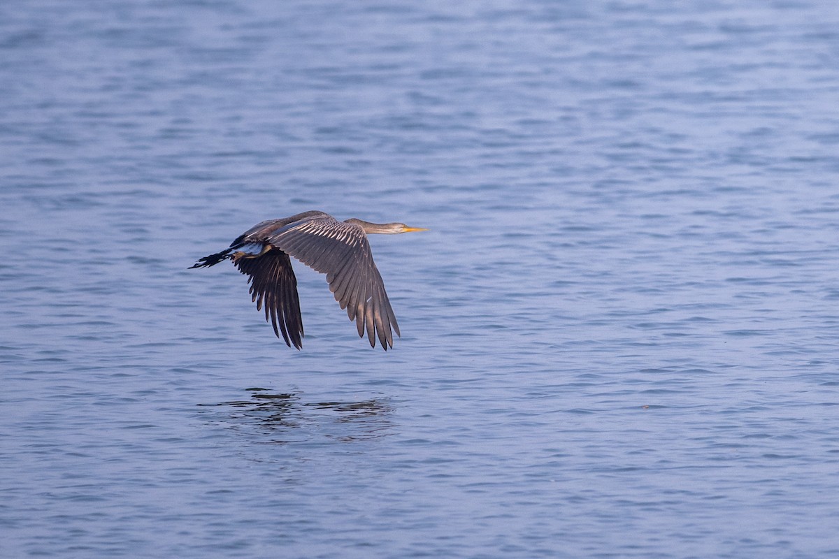 orientslangehals - ML645383314