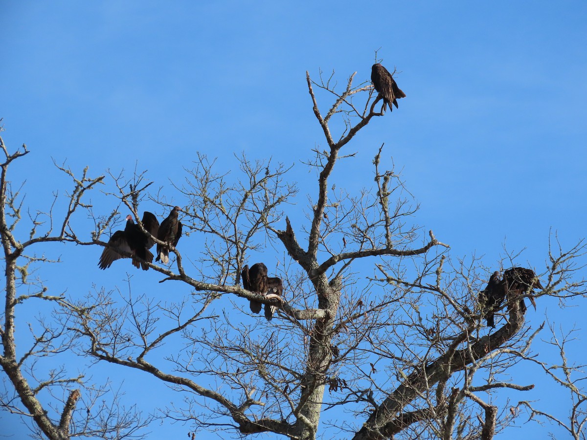 Urubu à tête rouge - ML645383320