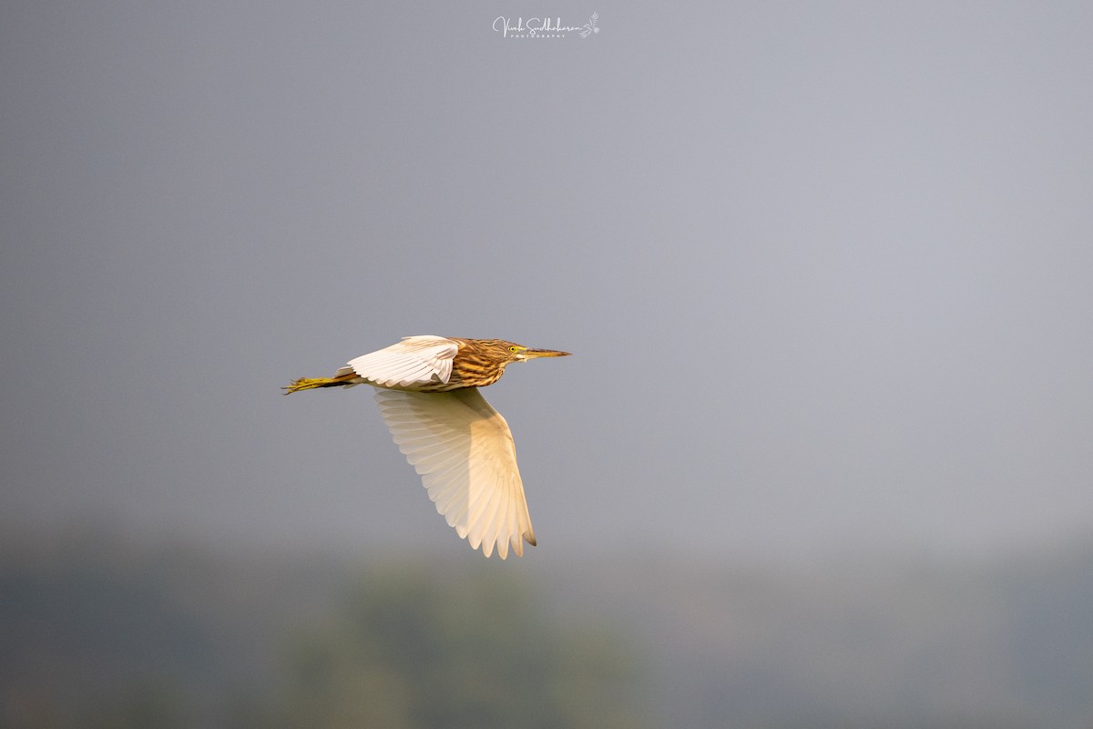 Hint Alaca Balıkçılı - ML645383327