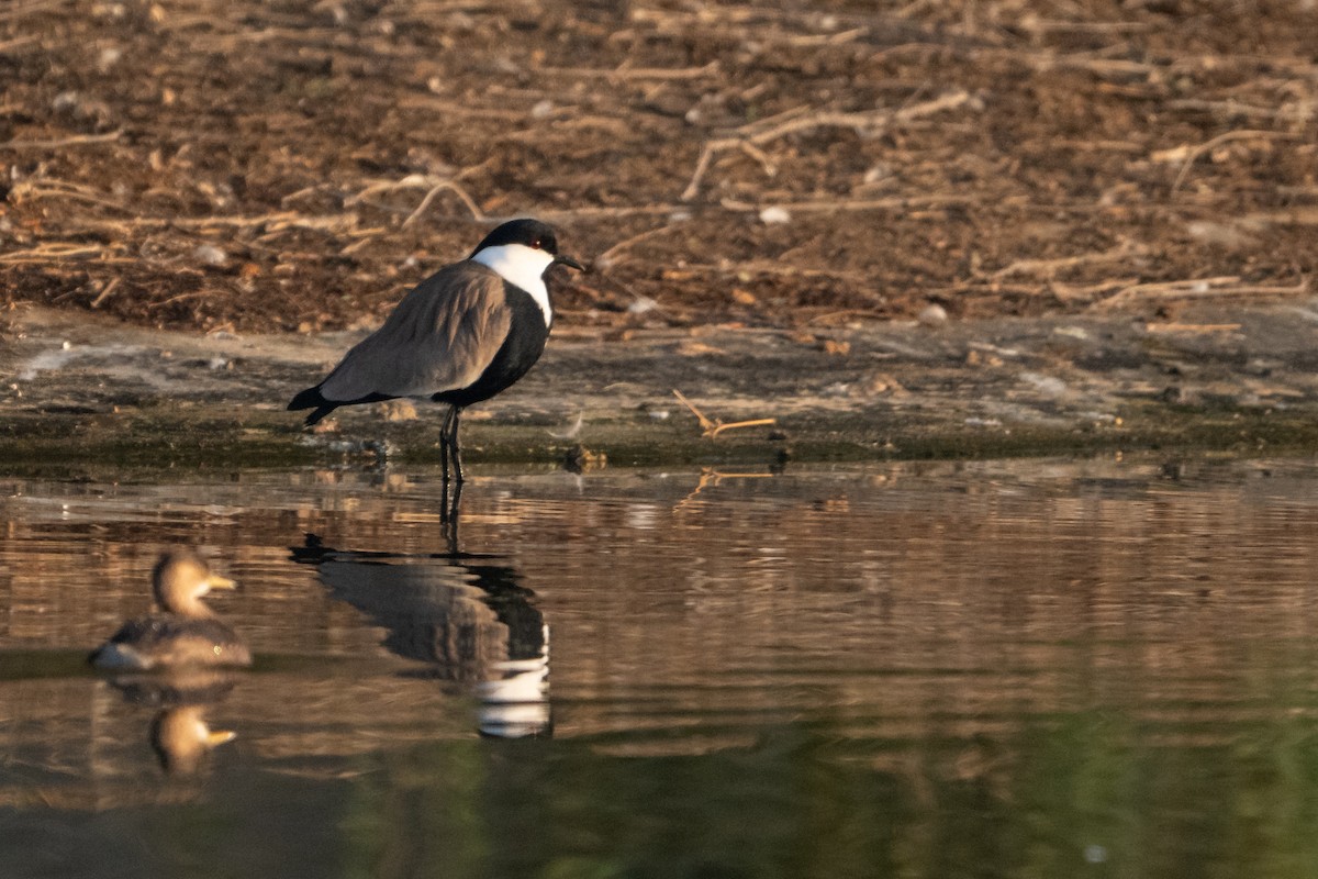 Spornkiebitz - ML645383334