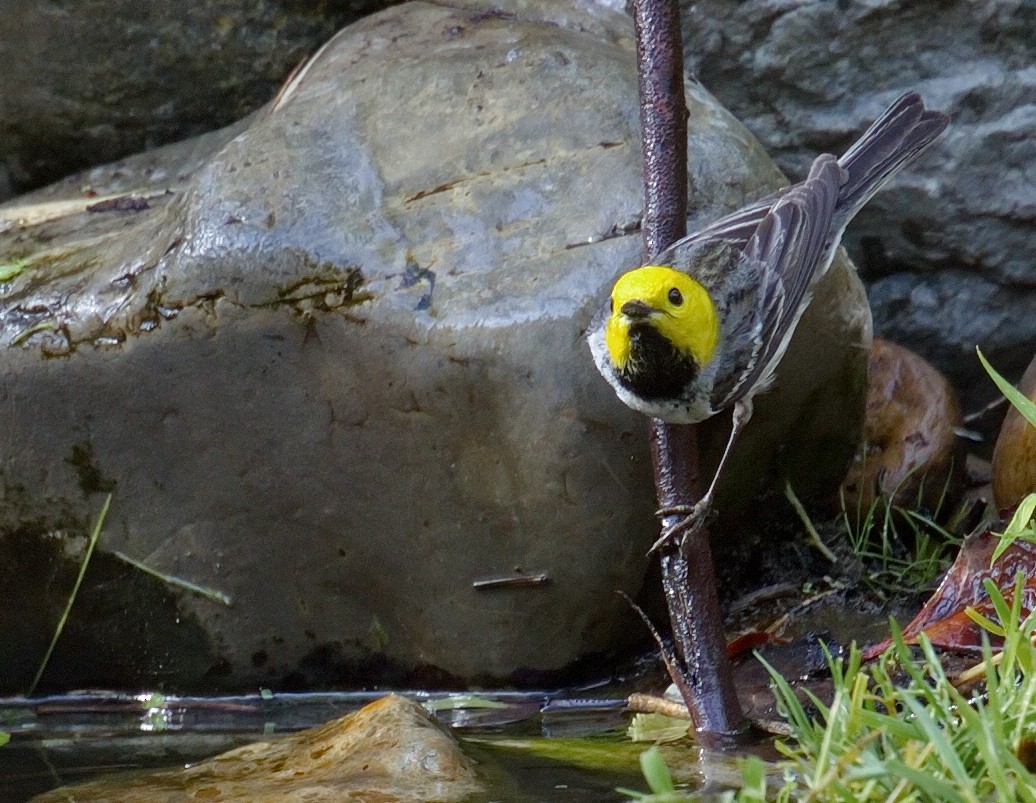 Reinita Cabecigualda - ML645383346