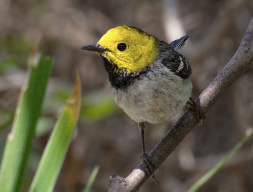 Reinita Cabecigualda - ML645383349