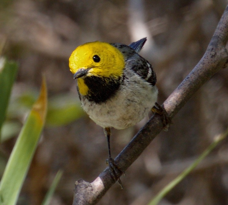Reinita Cabecigualda - ML645383350