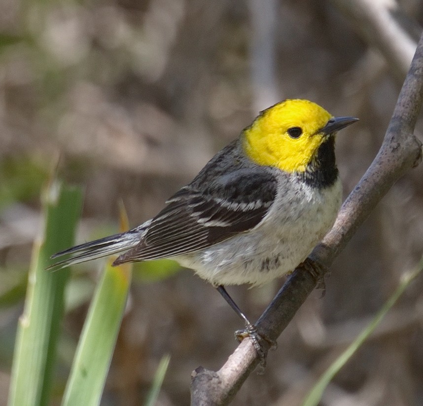 Reinita Cabecigualda - ML645383354