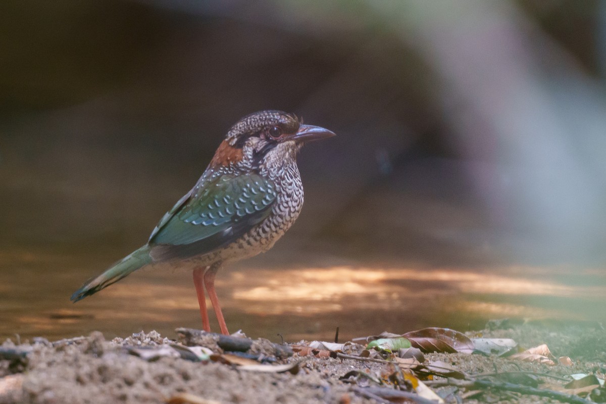 Scaly Ground-Roller - ML645383356