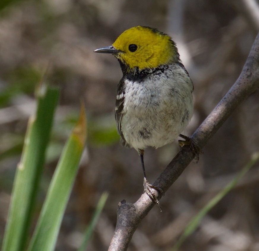 Reinita Cabecigualda - ML645383358