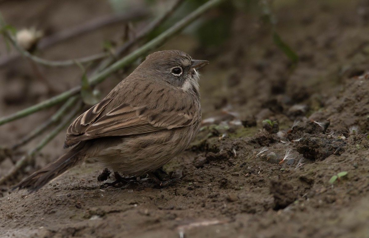 Sagebrush Sparrow - ML645383378