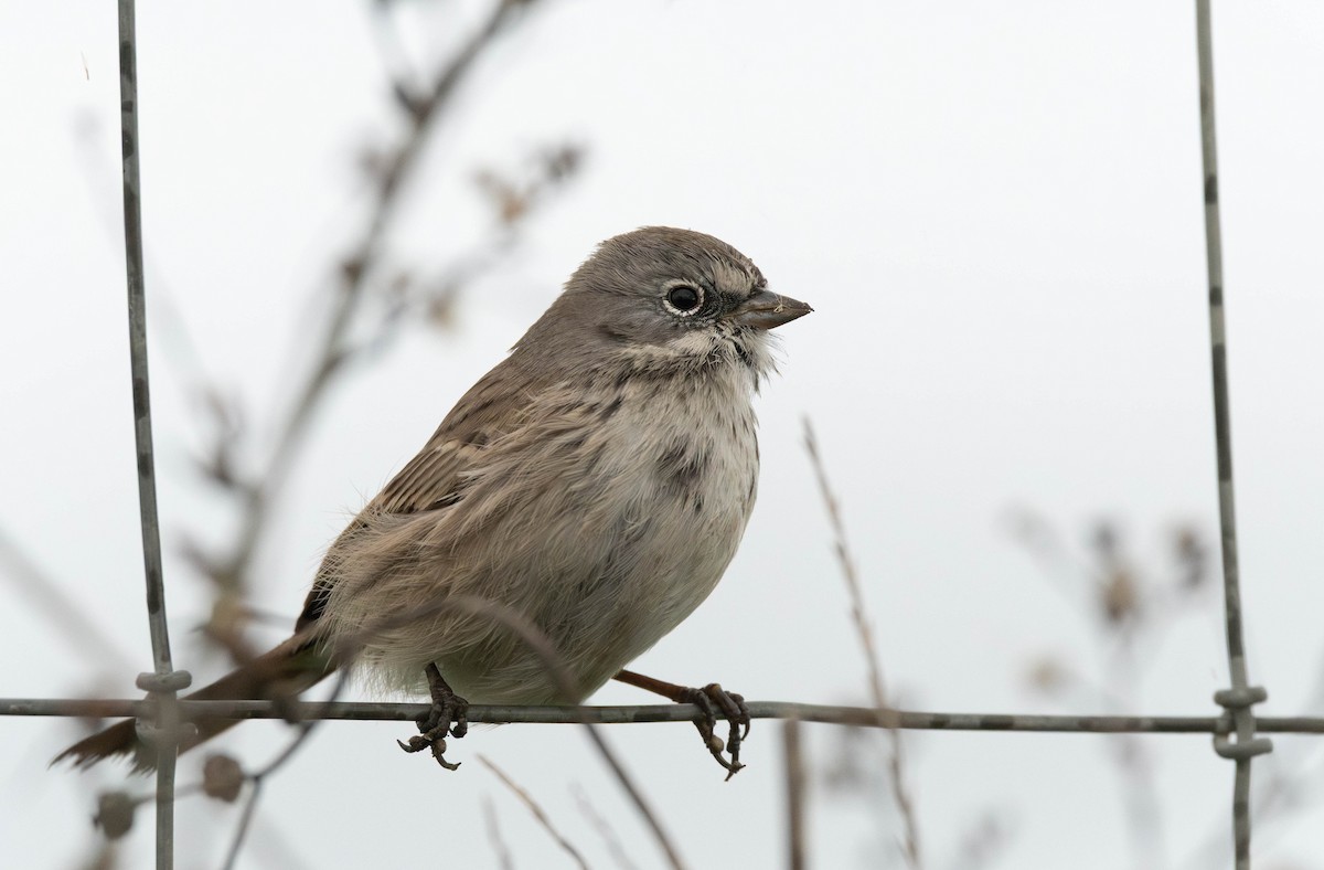 Sagebrush Sparrow - ML645383381