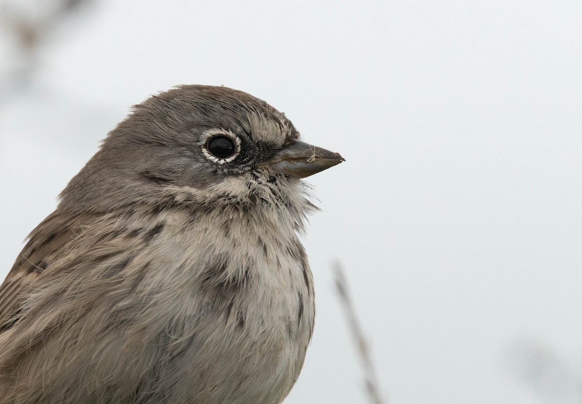 Sagebrush Sparrow - ML645383382