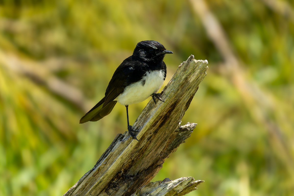Willie-wagtail - ML645383383