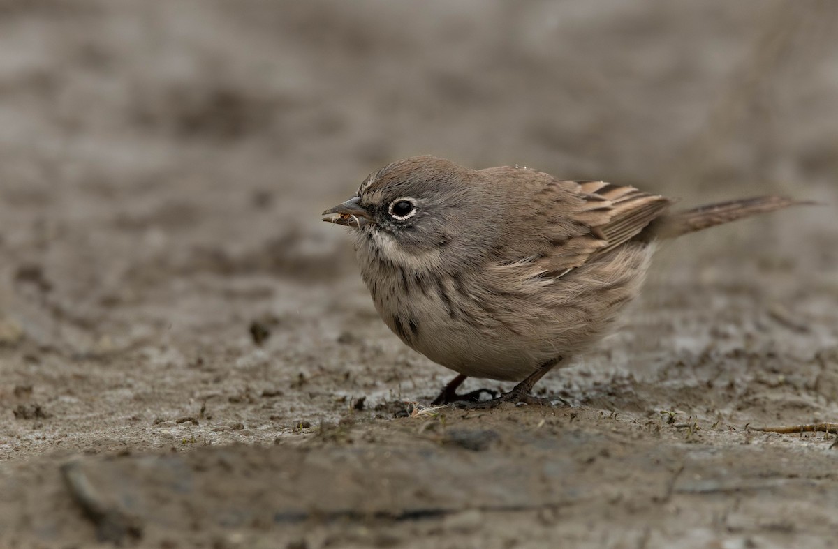 Sagebrush Sparrow - ML645383385