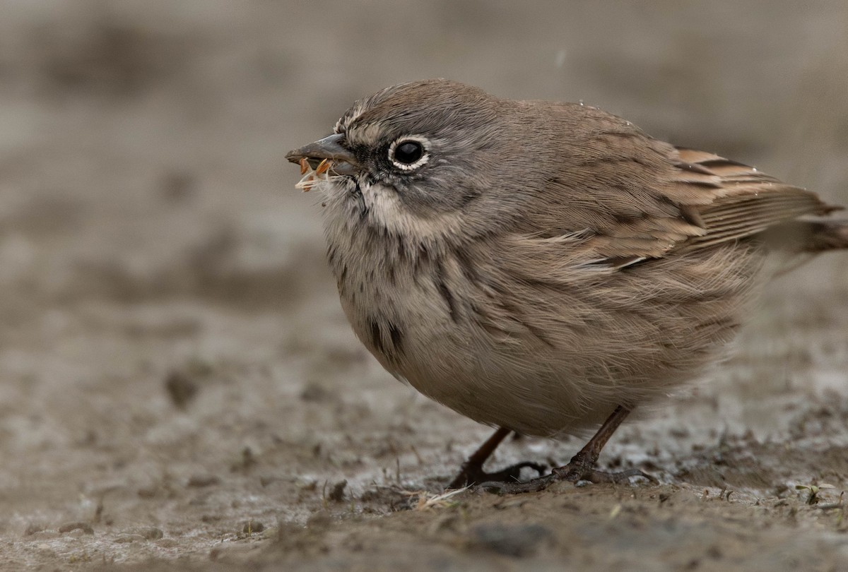 Sagebrush Sparrow - ML645383386