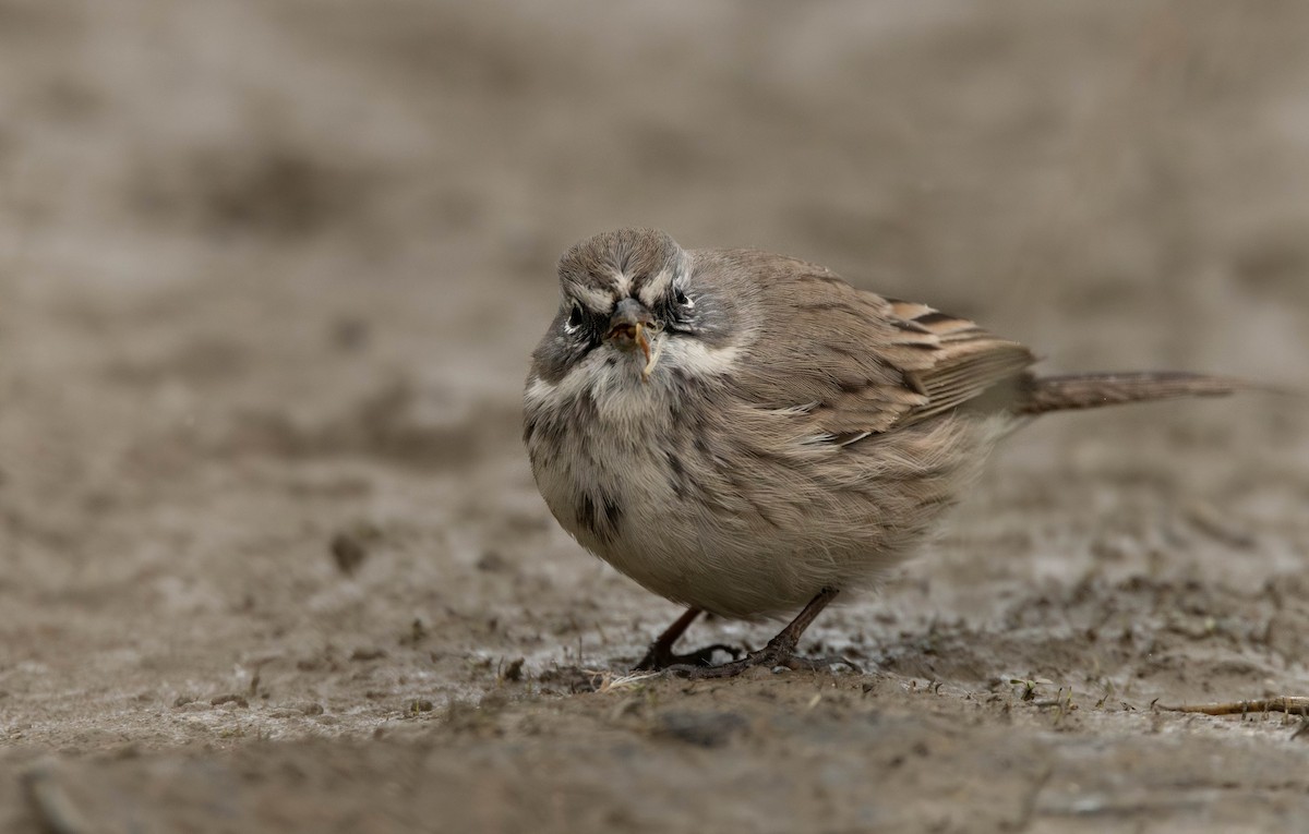 Sagebrush Sparrow - ML645383389