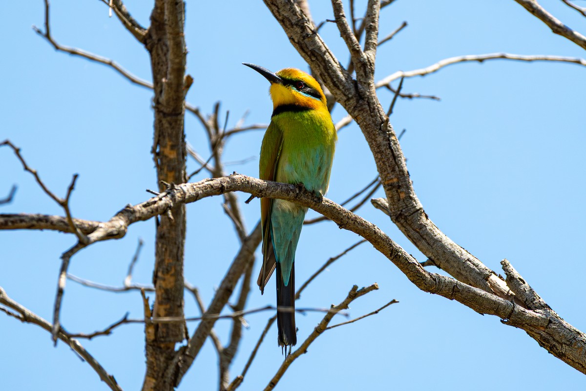 彩虹蜂虎 - ML645383390