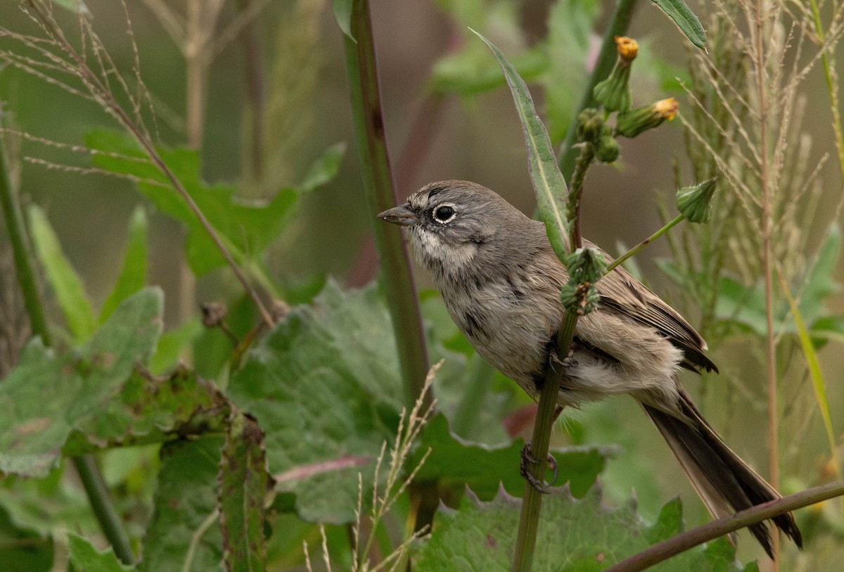 Sagebrush Sparrow - ML645383392