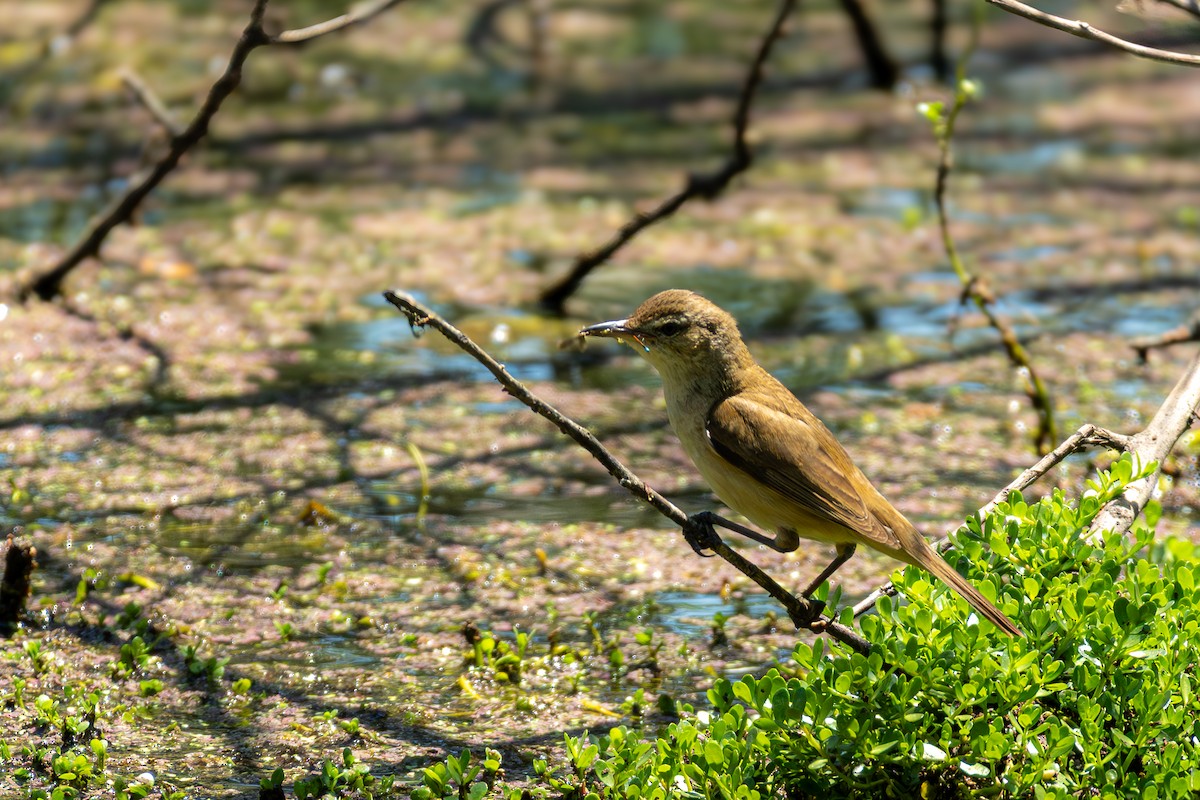Australian Reed Warbler - ML645383393