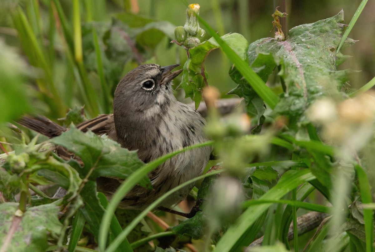Sagebrush Sparrow - ML645383395
