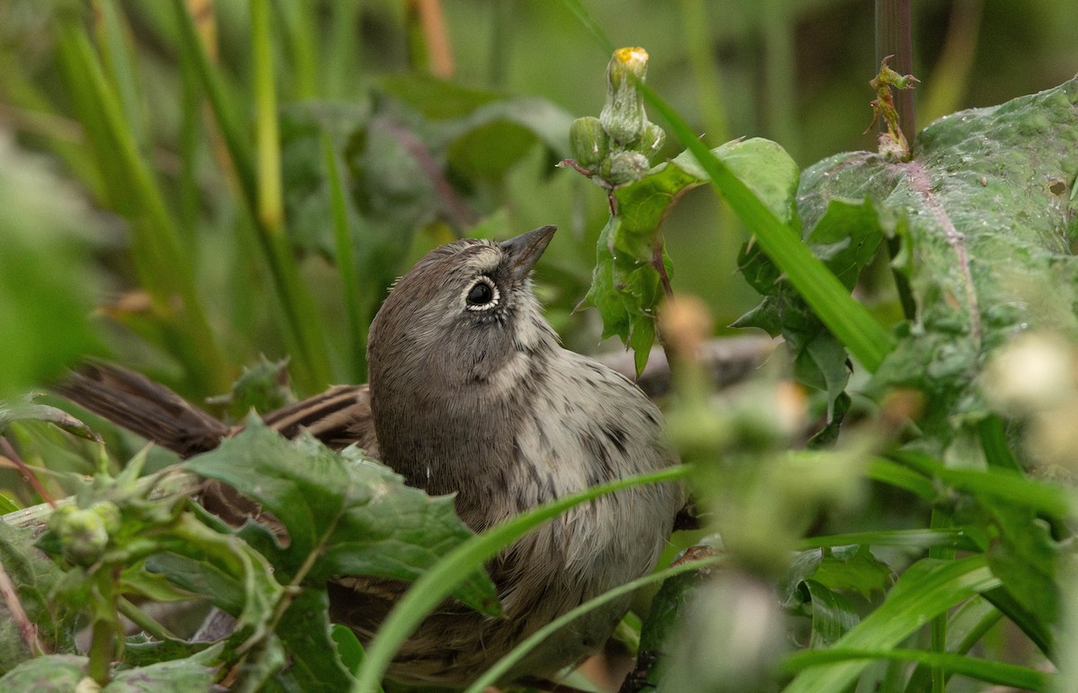 Sagebrush Sparrow - ML645383396
