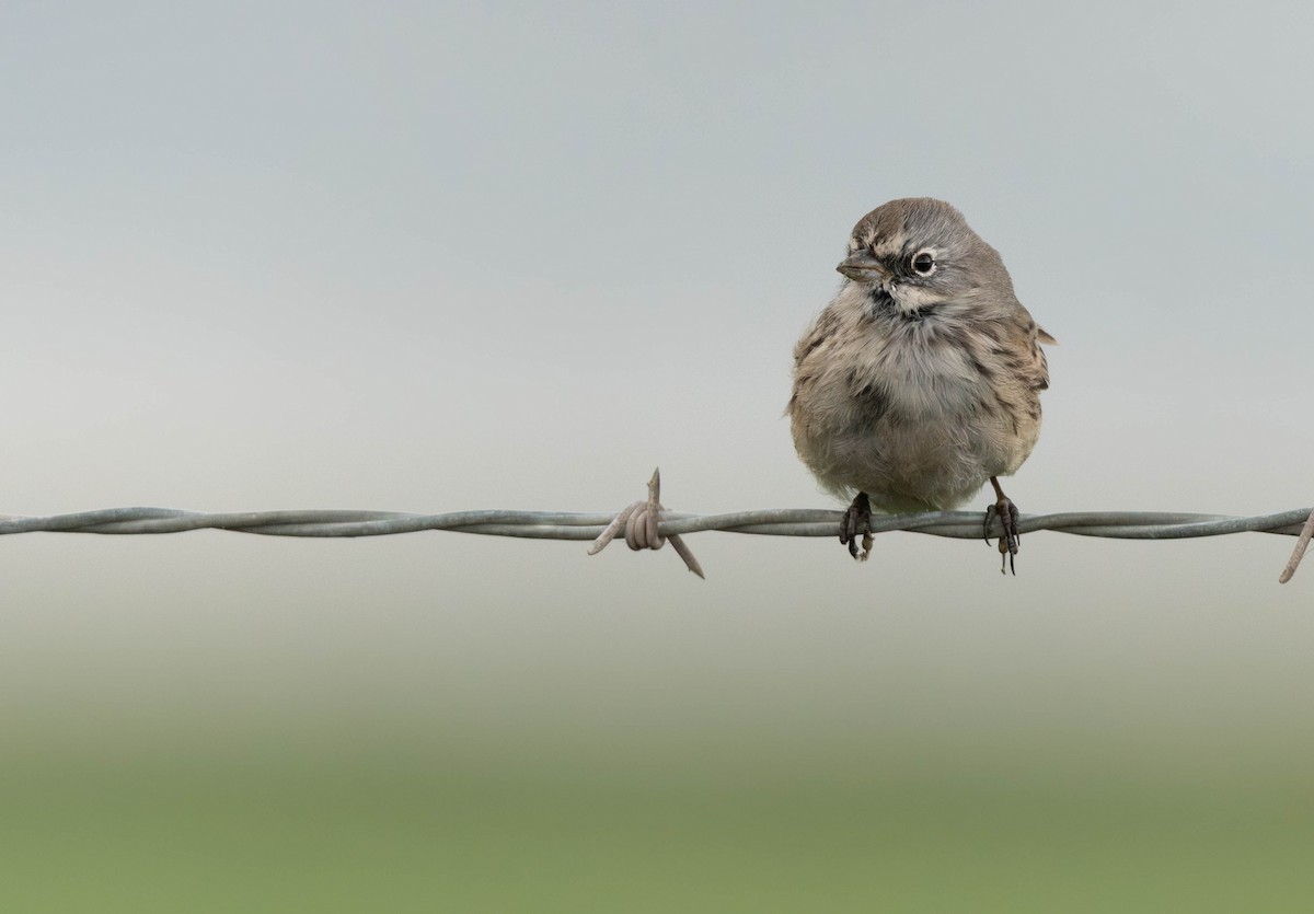 Sagebrush Sparrow - ML645383400