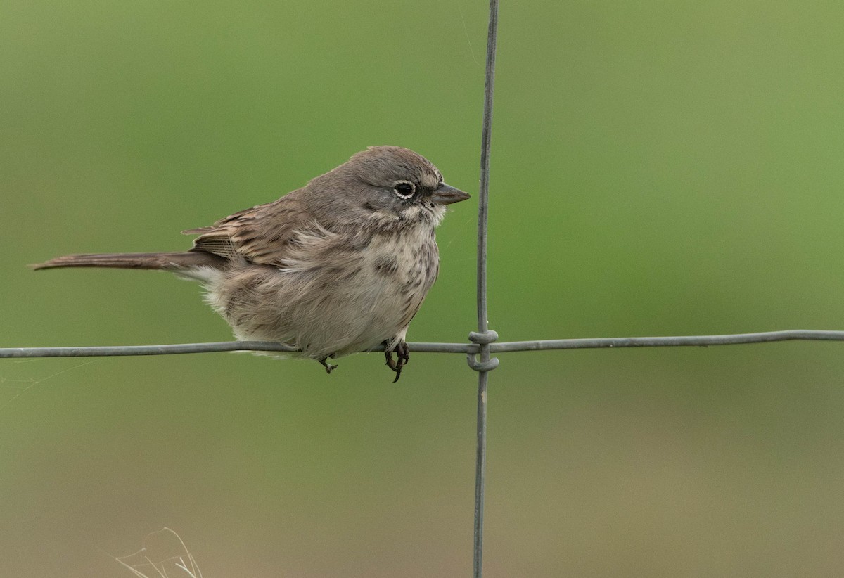 Sagebrush Sparrow - ML645383402