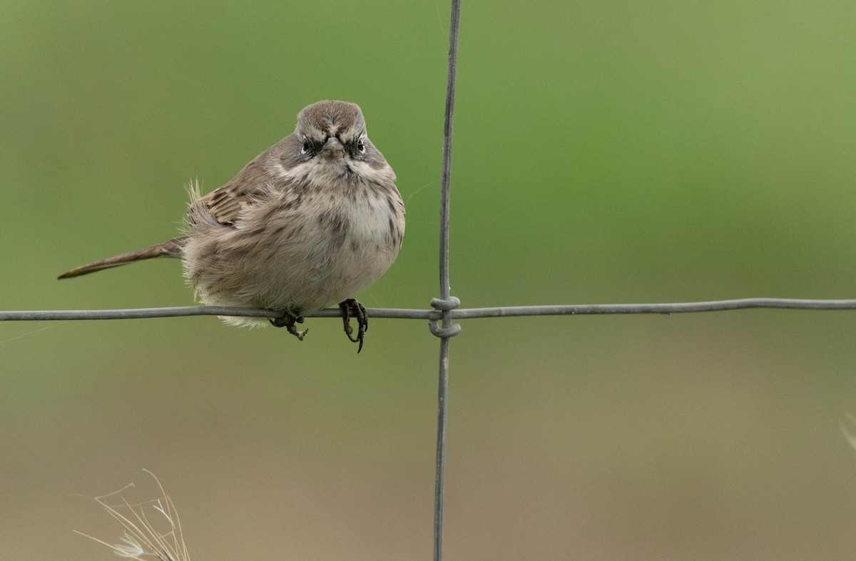 Sagebrush Sparrow - ML645383403