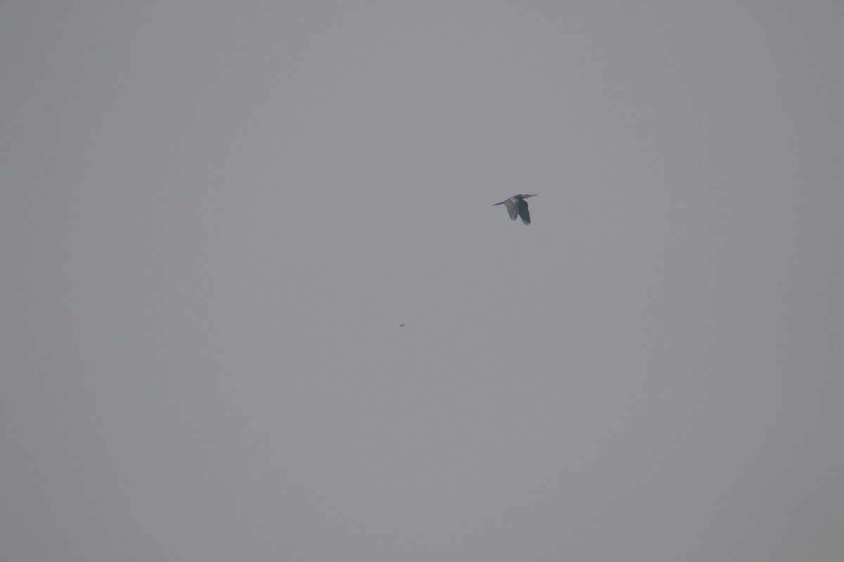 orientslangehals - ML645383406