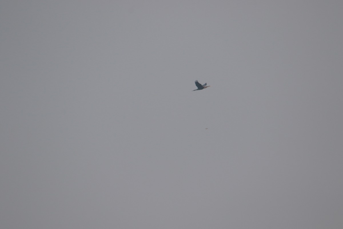 orientslangehals - ML645383407