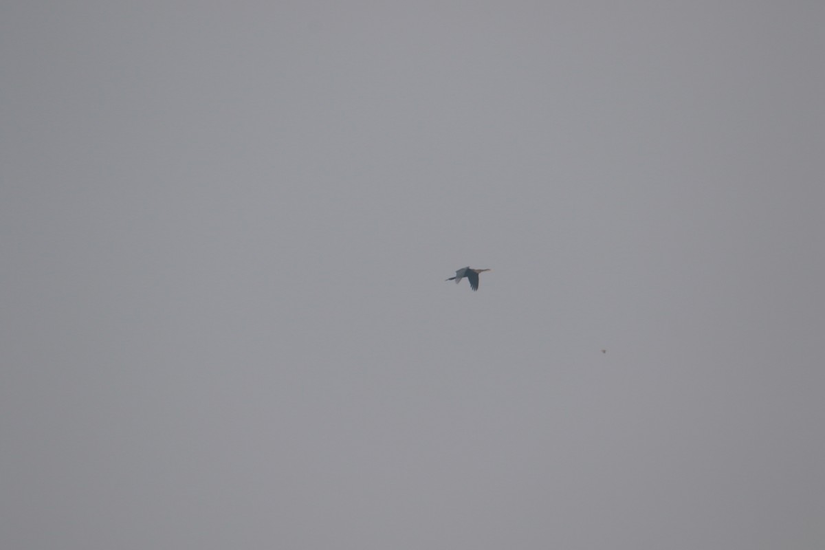 orientslangehals - ML645383408