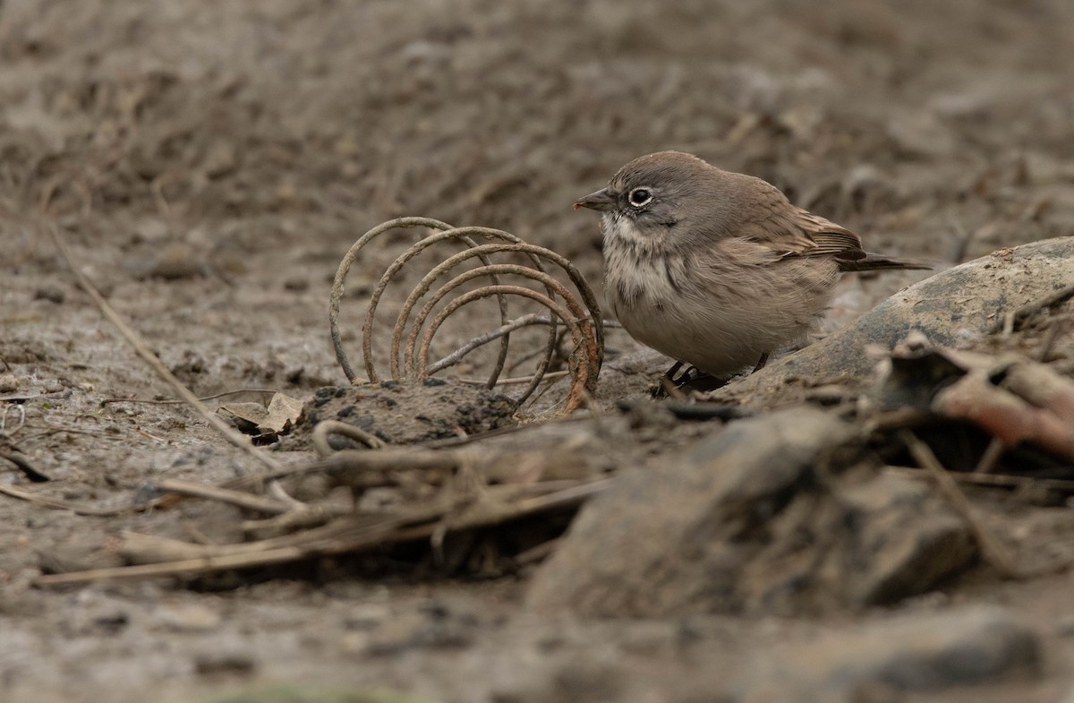 Sagebrush Sparrow - ML645383410