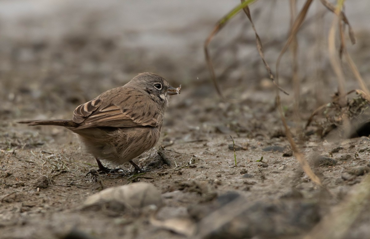 Sagebrush Sparrow - ML645383412