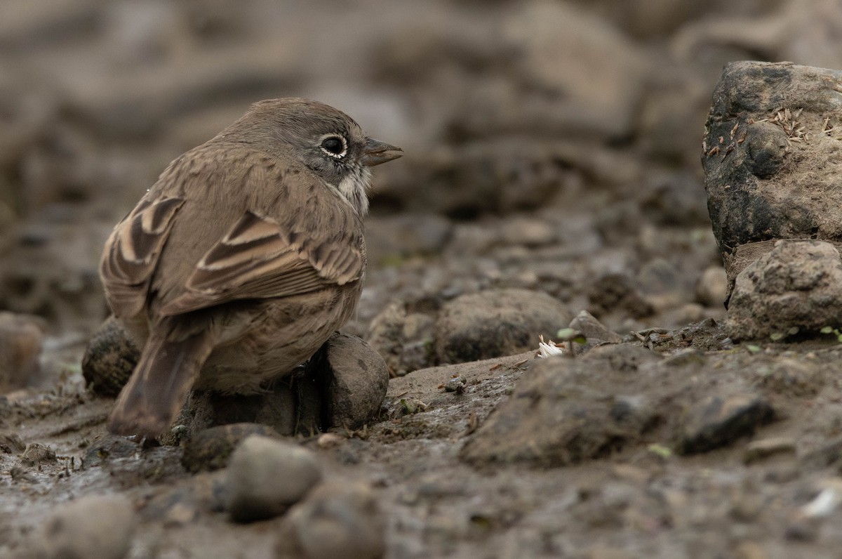 Sagebrush Sparrow - ML645383413