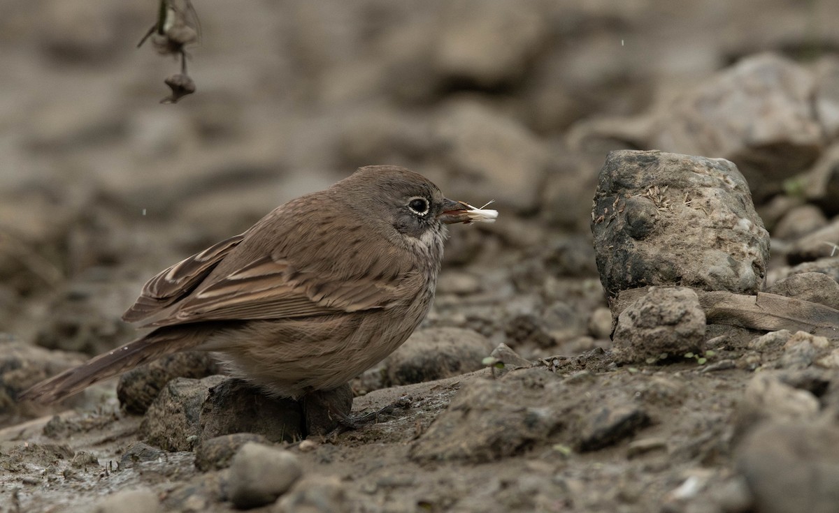 Sagebrush Sparrow - ML645383415