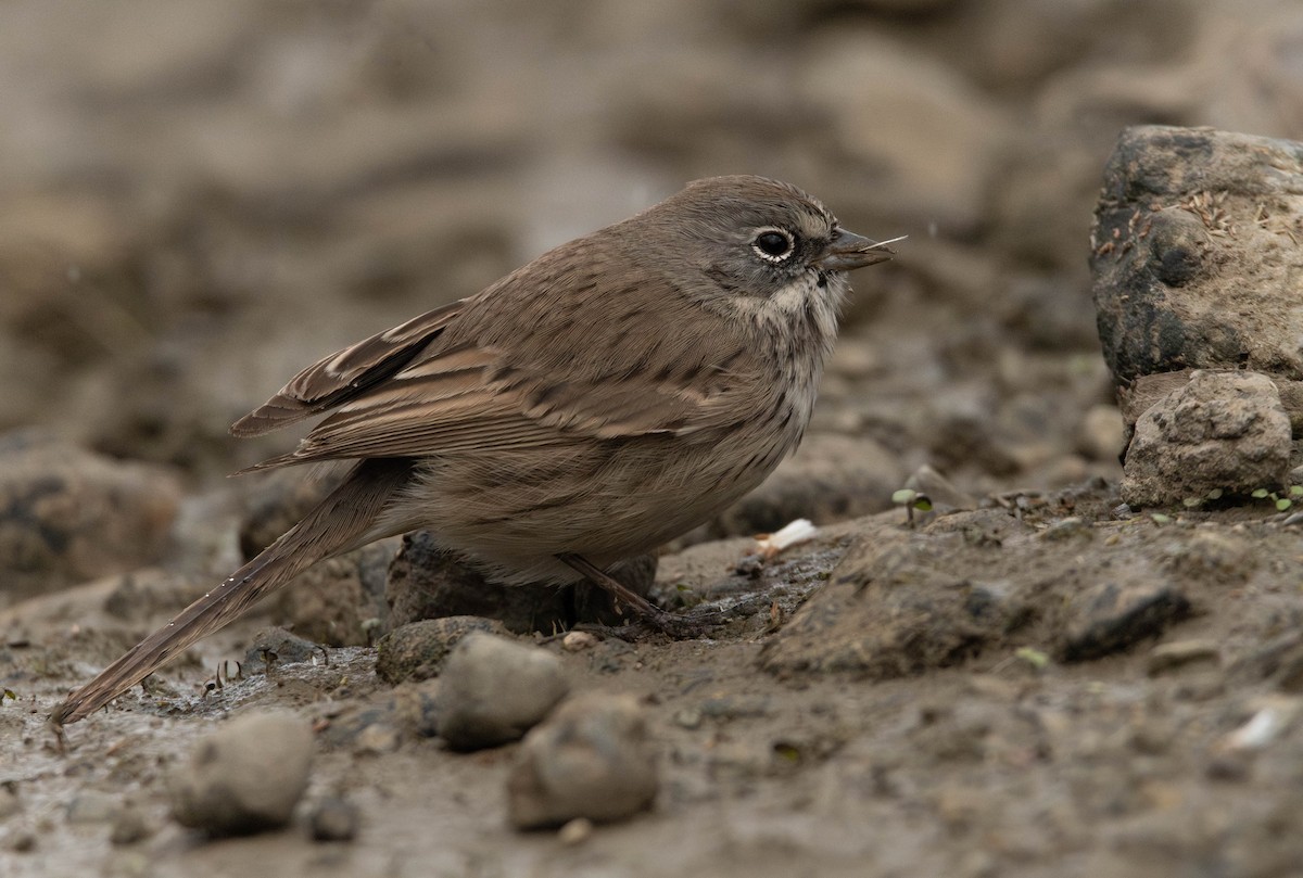 Sagebrush Sparrow - ML645383419