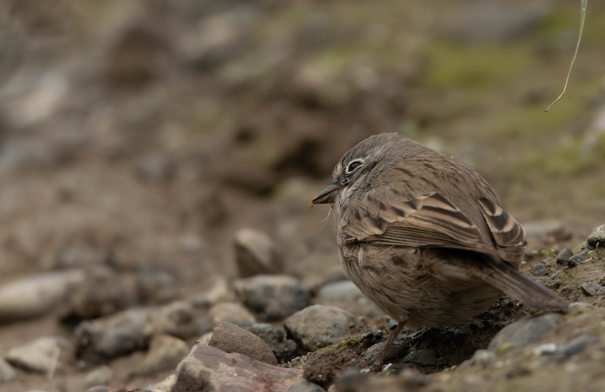 Sagebrush Sparrow - ML645383421