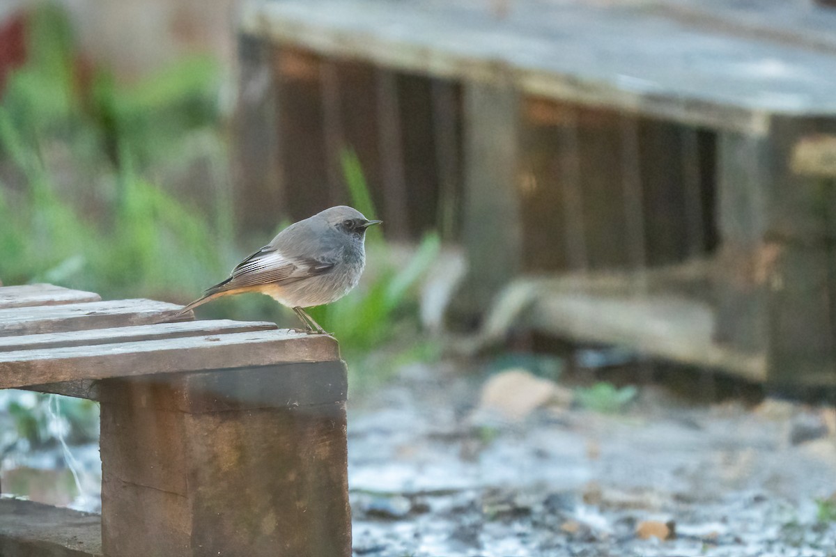 Black Redstart - ML645383422
