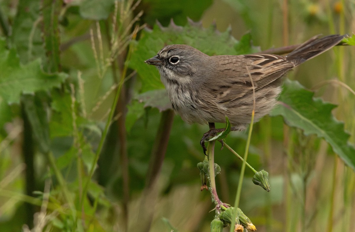 Sagebrush Sparrow - ML645383429