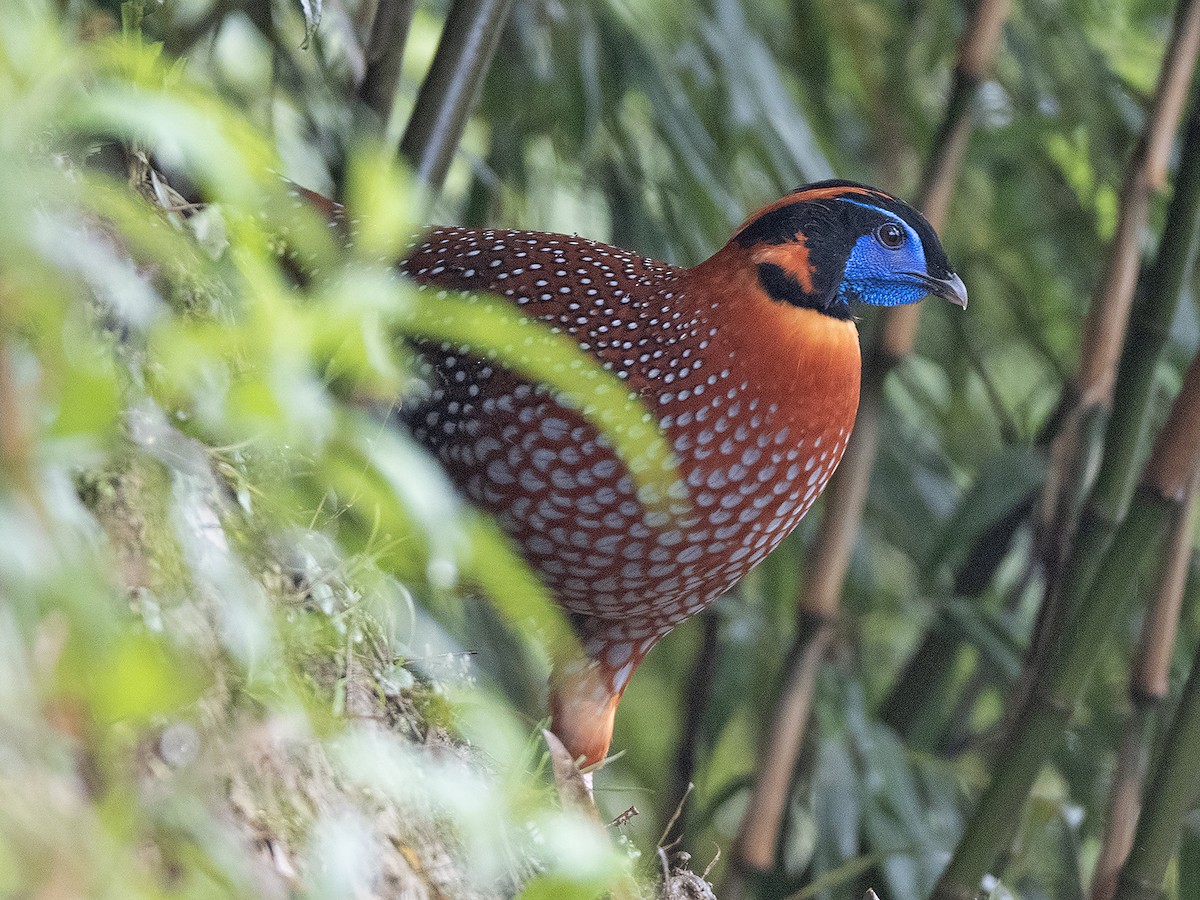 Temminck's Tragopan - ML645383431