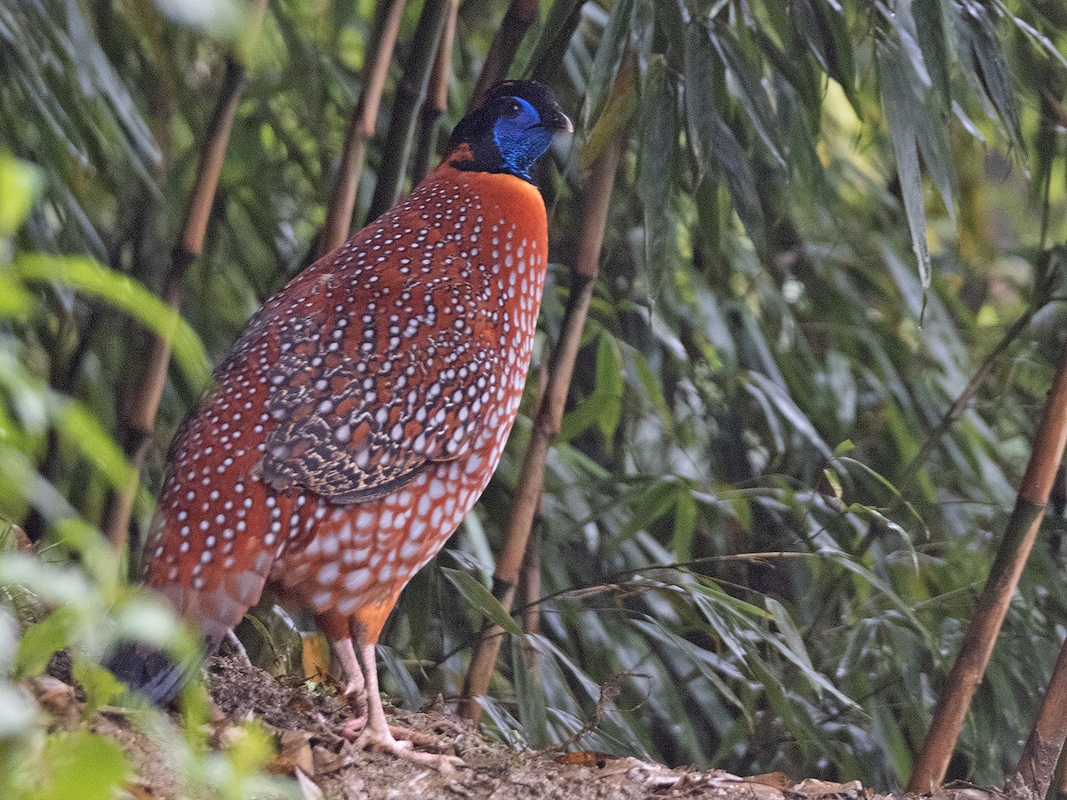 Temminck's Tragopan - ML645383432