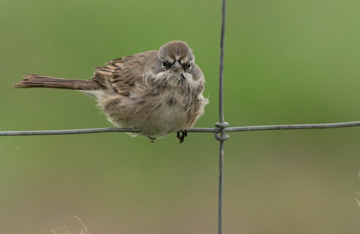 Sagebrush Sparrow - ML645383433